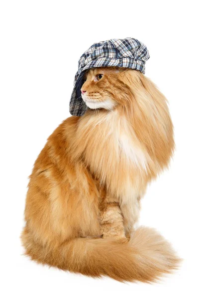 Όμορφη maine ρακούν γάτα στο καπέλο — Φωτογραφία Αρχείου