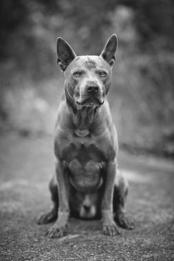 Thai ridgeback köpek açık havada