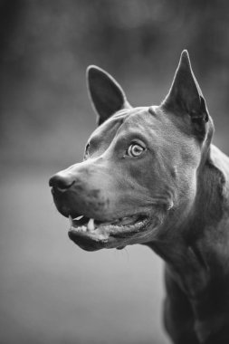 Thai ridgeback köpek açık havada