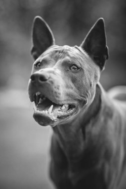 Thai ridgeback köpek açık havada