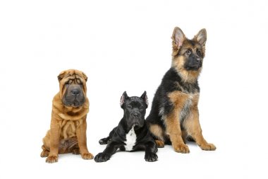 güzel üç yavru köpekleri
