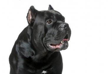 Güzel cane corso köpek