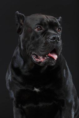 Güzel cane corso köpek