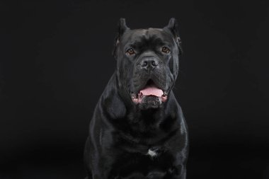 Güzel cane corso köpek
