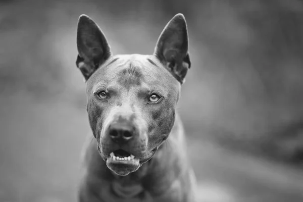 Тайський хребет собака на відкритому повітрі — стокове фото