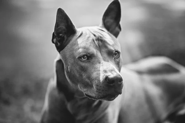 Thai ridgeback cane all'aperto — Foto Stock