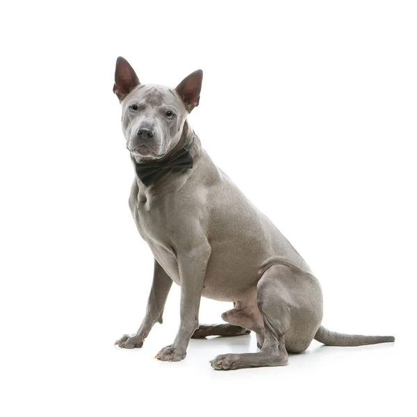 Belo tailandês ridgeback cão em gravata arco — Fotografia de Stock