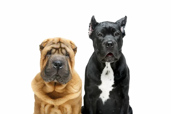 Belos dois cachorros cães — Fotografia de Stock