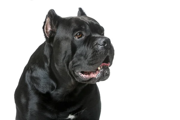 美しい杖コルソ犬 — ストック写真