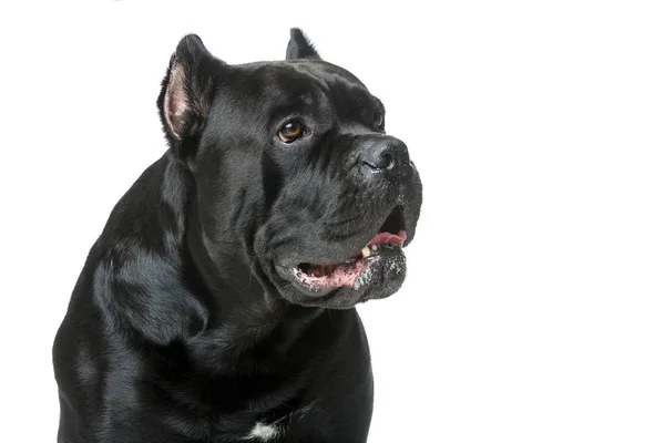 Güzel cane corso köpek — Stok fotoğraf