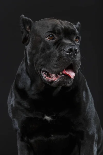 Bonito cão de cana corso — Fotografia de Stock