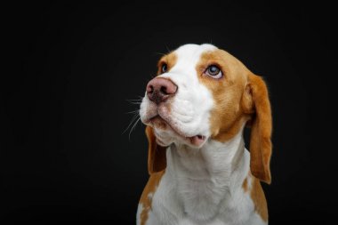 güzel beagle köpek