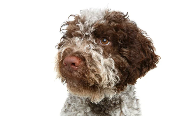 Hermoso marrón esponjoso cachorro — Foto de Stock