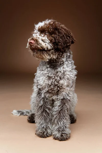 Bello marrone soffice cucciolo — Foto Stock