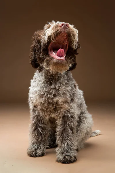 Beautiful brown fluffy puppy — Stock Photo, Image