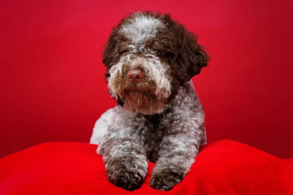 Hermoso marrón esponjoso cachorro — Foto de Stock