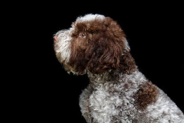 Hermoso marrón esponjoso cachorro — Foto de Stock