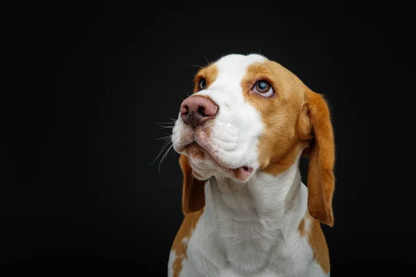 Beau chien beagle — Photo
