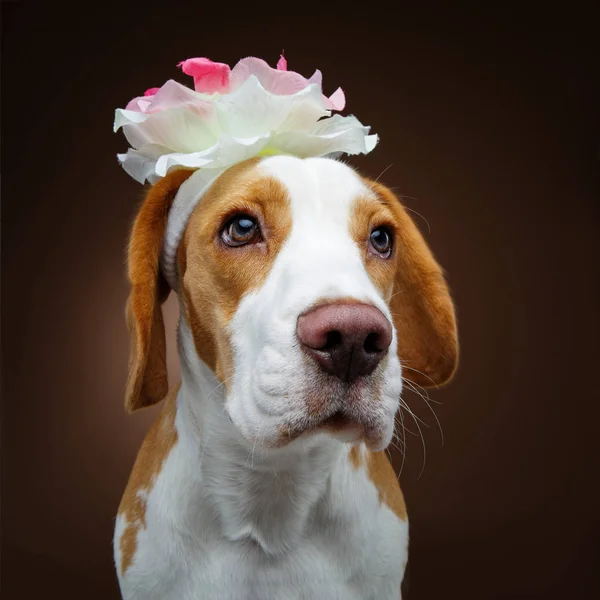 Belo cão beagle com flor — Fotografia de Stock