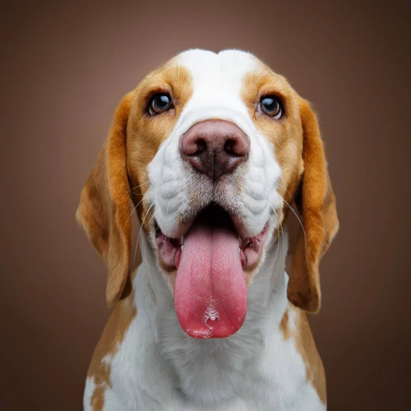 Hermoso beagle perro chica —  Fotos de Stock