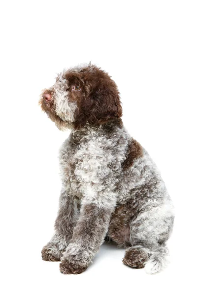 Beautiful brown fluffy puppy — Stock Photo, Image