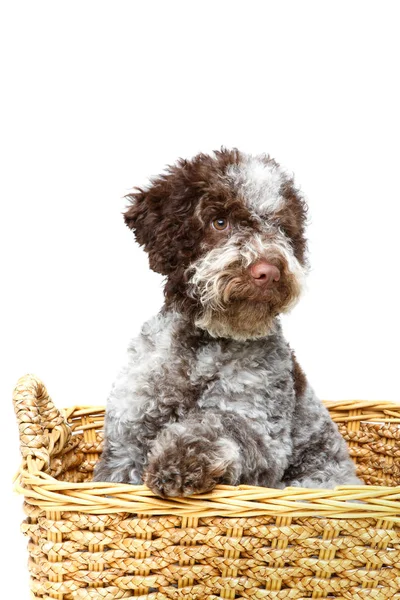 Beautiful brown fluffy puppy — Stock Photo, Image