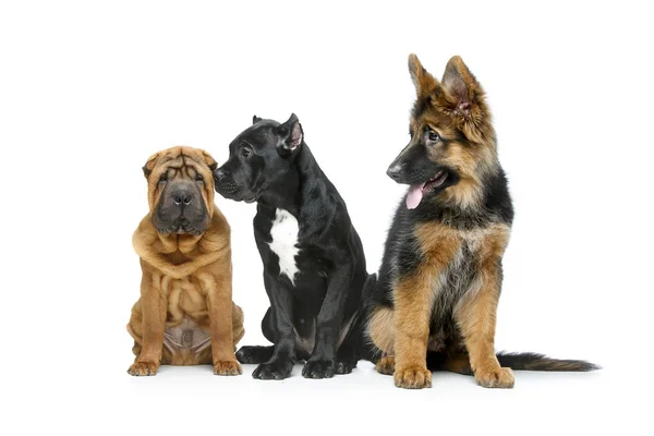 Belos três cachorros — Fotografia de Stock