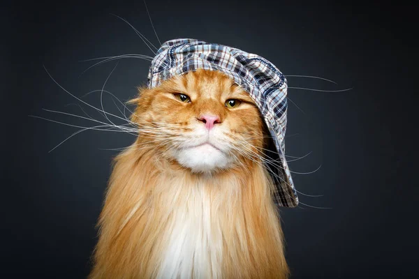 Vacker maine coon katt i hatt — Stockfoto