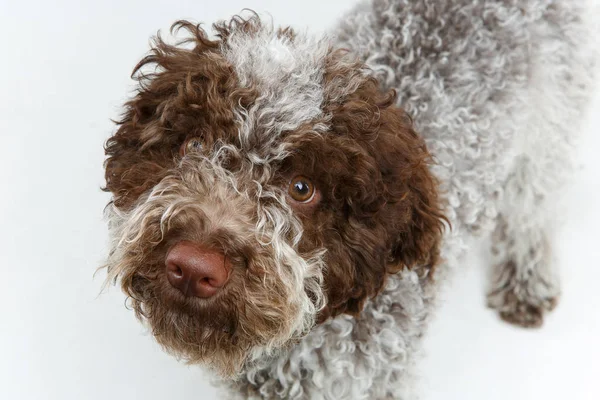 Hermoso marrón esponjoso cachorro — Foto de Stock