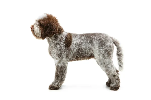 Belo cachorrinho fofo marrom — Fotografia de Stock