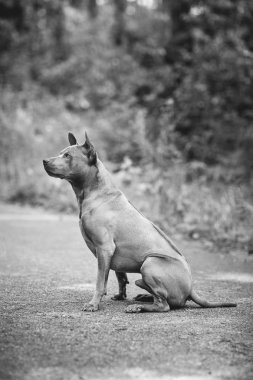 Thai ridgeback köpek açık havada
