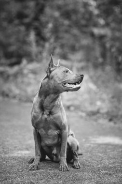 Thai ridgeback köpek açık havada