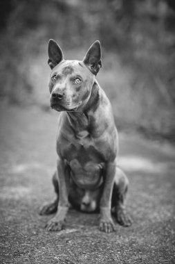 Thai ridgeback köpek açık havada