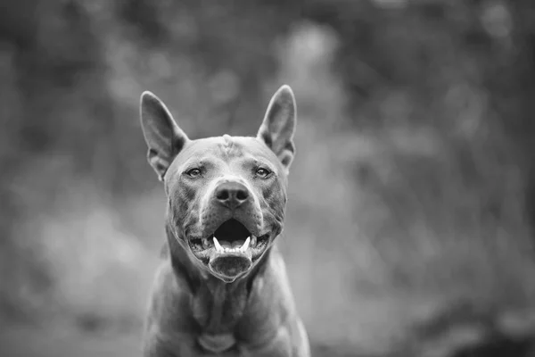 Tajski pies ridgeback na zewnątrz — Zdjęcie stockowe