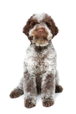beautiful brown fluffy puppy clipart