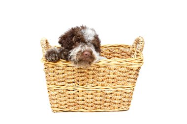 güzel kahverengi tüylü köpek yavrusu