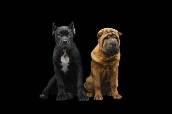 Belos dois cachorros cães — Fotografia de Stock