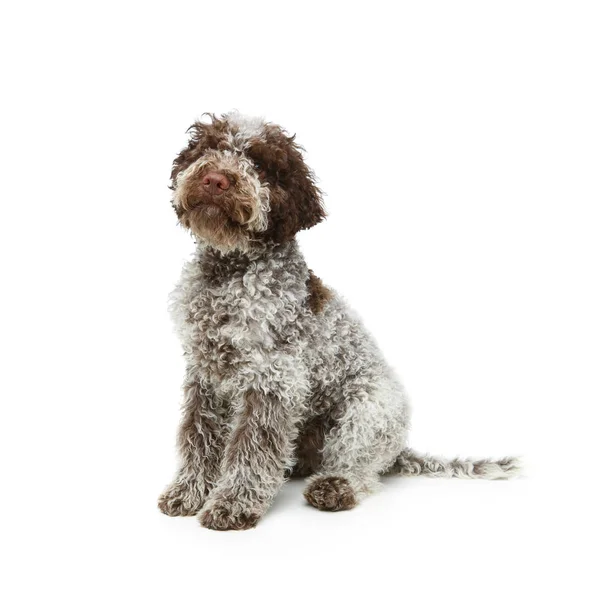 Mooie bruine pluizige pup — Stockfoto