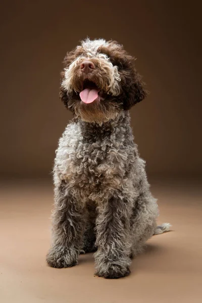 Beautiful brown fluffy puppy — Stock Photo, Image