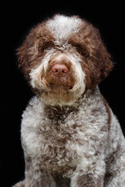 Hermoso marrón esponjoso cachorro — Foto de Stock