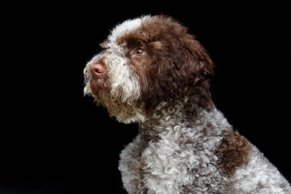 Beautiful brown fluffy puppy — Stock Photo, Image