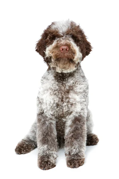 Beautiful brown fluffy puppy — Stock Photo, Image