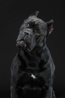 Güzel cane corso köpek