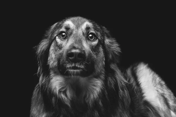 Beau chien isolé sur noir — Photo