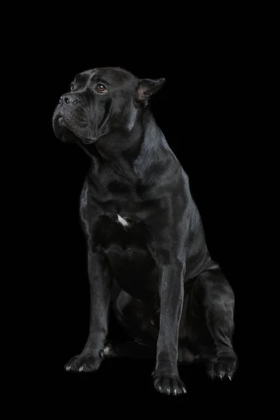 Hermoso bastón corso perro —  Fotos de Stock