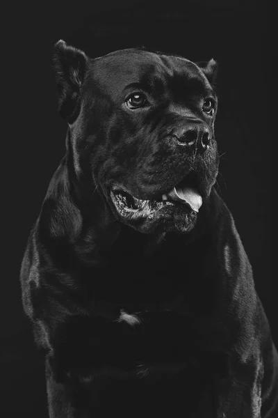 Beautiful cane corso dog — Stock Photo, Image