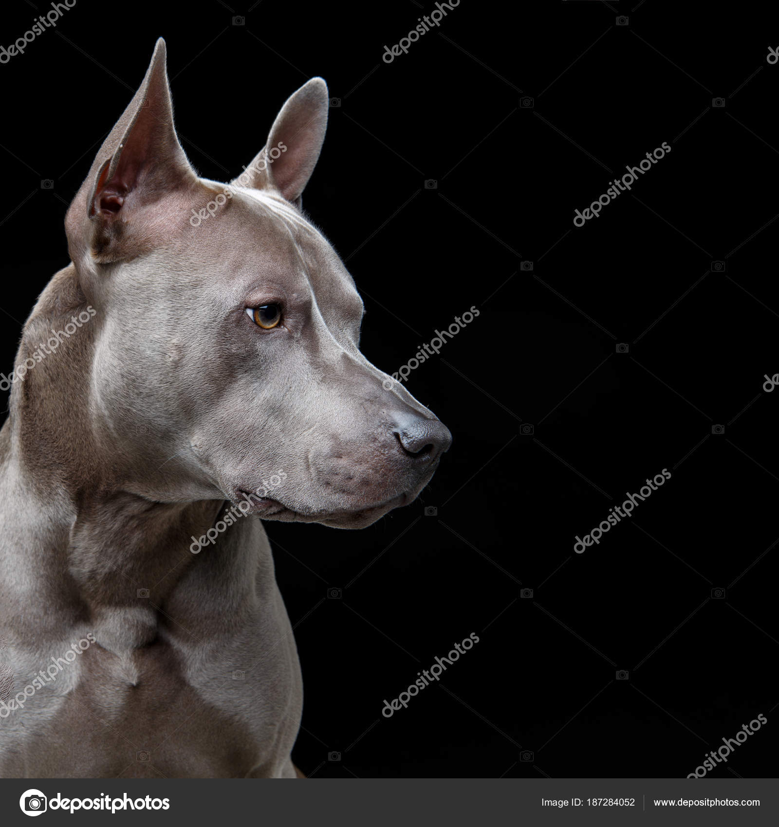 Beautiful blue thai ridgeback dog — Stock Photo © Svetography