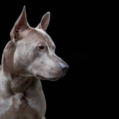 güzel mavi Tay ridgeback köpek