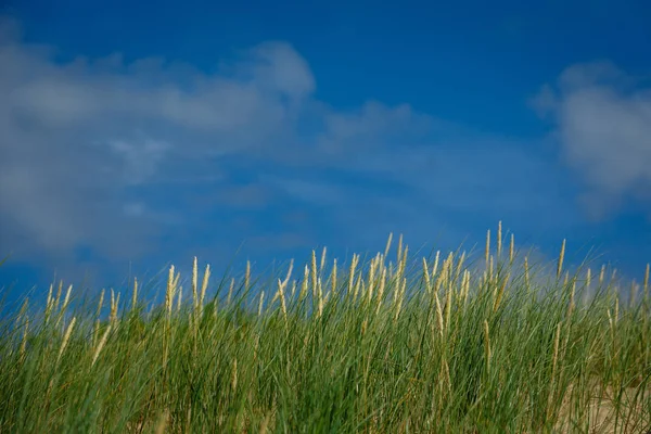 Hoog gras op hemelachtergrond — Stockfoto