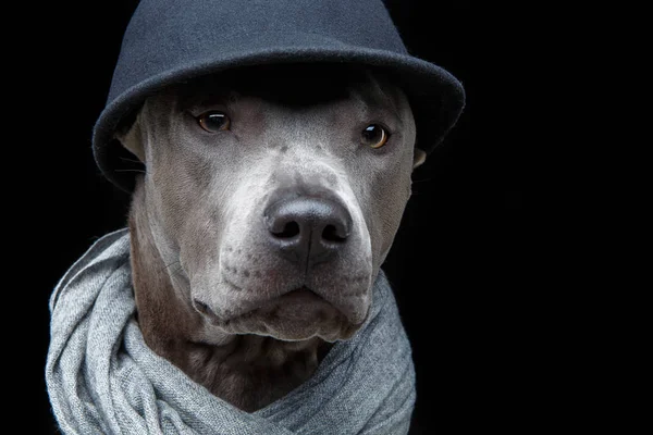 Красивая тайская собака в шапке и шарфе — стоковое фото